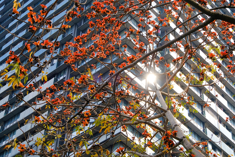 4. Kapok flowers are in bloom near Jingmi Park in Futian District (2).jpg