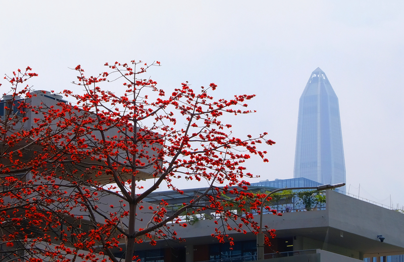 8. Kapok trees are in full bloom in front of Futian District Library.jpg