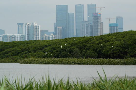 Egrets are seen perching on mangroves at Mai Po Nature Reserve._副本.jpg