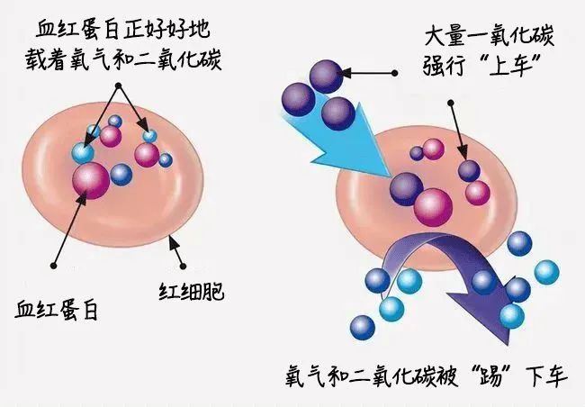 一氧化碳进入血红蛋白.png