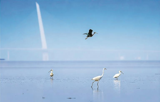 国家一级保护野生动物从“孤身”到“三人行...